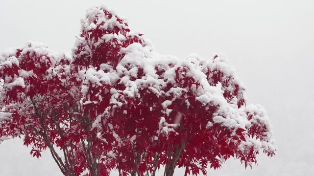 The snowflakes falling everywhere, covering the red maple leaves with a blanket of snow, 4k slow motion footage b roll shot, loop able effect.