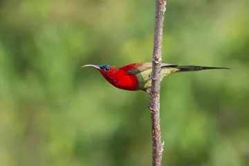 Crimson Sunbird siting on a stick © Mana21