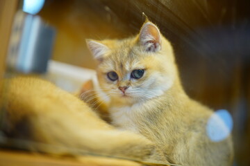 The portrait of cute little kitten © zoo