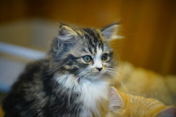 The portrait of cute little kitten © zoo