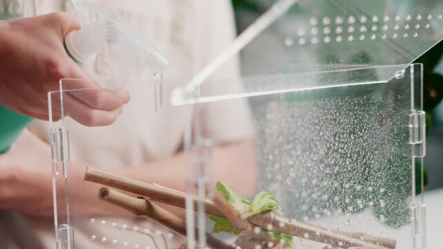 Boy sprays water inside acrylic terrarium with stick insect. School biology project about caring for phasmid, learning responsibility, observing insects and maintaining humidity for healthy habitat.