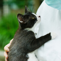 A stray kitten that was adopted © zoo