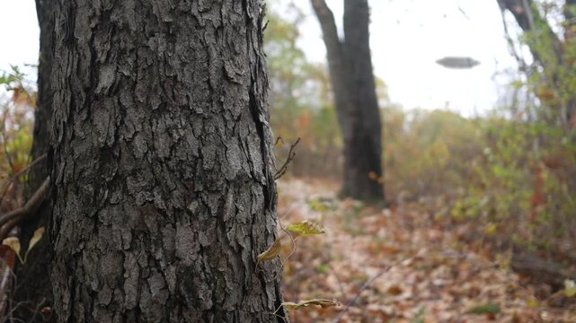 UFO Series - A Blurry UFO in a Autumn Forest