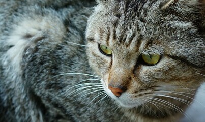 The fierce eyes of a cat  © zoo