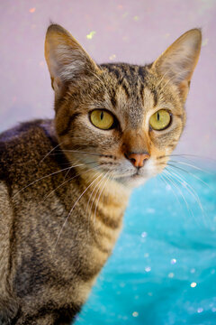 Cute tabby cat portrait with soft colorful background
