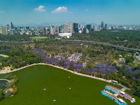 Aeroial view from Chapultepec park in Mexico City including jacaranda trees