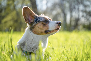 Side profile portrait of a tricolor corgi dog sitting in tall green grass, looking into the distance in warm backlight, with sunlit blades in front and soft bokeh trees creating a serene spring mood © Masarik