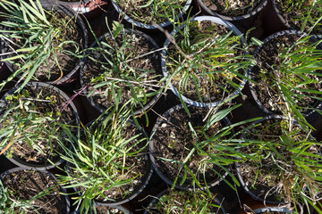 Obraz premium Overhead view of multiple black plastic plant pots filled with soil and sprouting grass and weeds, arranged in a dense pattern at a garden nursery, showing textures of dirt, seedlings, and containers