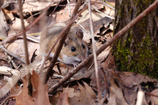 White-footed mouse (Peromyscus leucopus) foraging on leaf litter in woodland habitat, Dunn County, Wisconsin, USA. Wild North American rodent in natural forest environment.