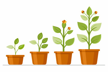 Growth stages of a plant depicted in simple colorful illustration