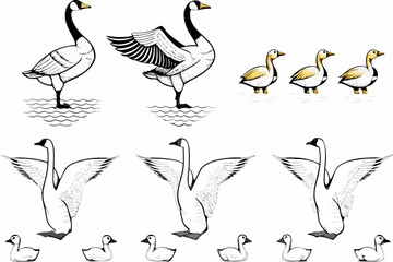 Illustrative depiction of geese in various poses and stages of growth © Indira