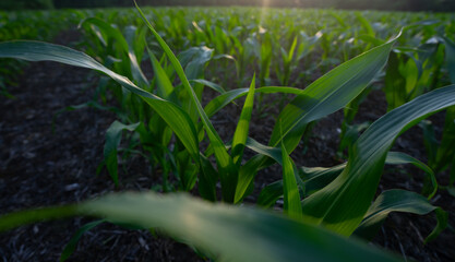 Obraz premium Small green corn plants. Rows of young corn on organic cornfield of soil. Early maize crop in cultivated soil. Young corn field. Corn plantation.