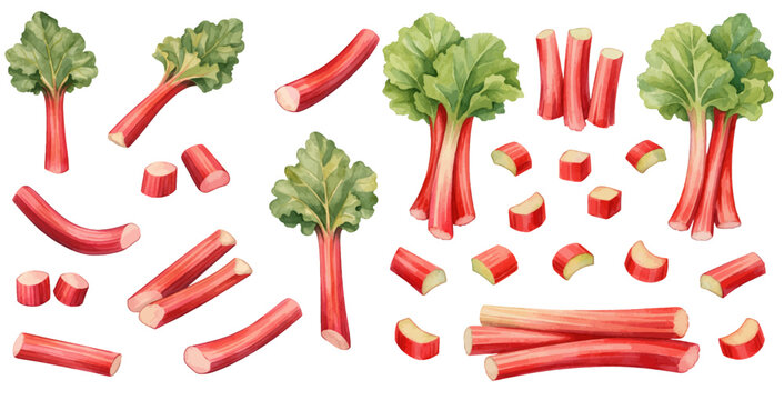 A charming watercolor collection of fresh rhubarb featuring red stalks and green leaves illustrated in a natural botanical food style.
