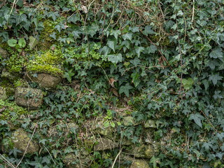 Fototapeta premium Historic limestone ruin wall covered with ivy vegetation texture