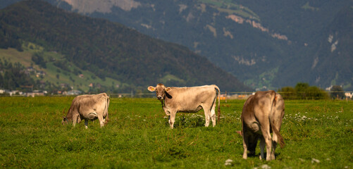 Naklejka premium Cow grazing in a green pasture. Herd of cattle in summer field. Alpine meadows with grazing cow. Farmland with cow livestock. Grassy fields filled with cow. Grazing bovine. Cattle ranch.