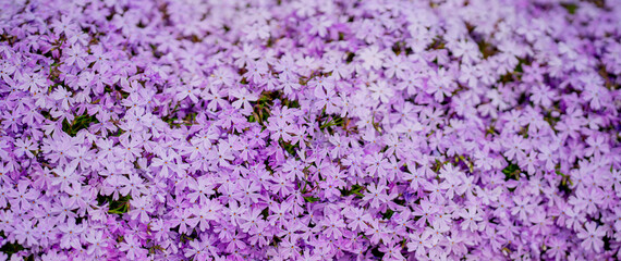 Fototapeta premium Spring ground cover flowers bloom evenly. Spring meadow flowers form a vibrant carpet. Spring floral surface looks decorative and fresh. Spring small flowers create visual harmony.