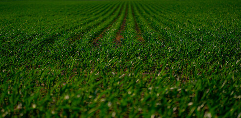 Irrigation system. Agricultural cultivation with watering and sprinkler technology. Agricultural irrigation system. Sprinkler equipment in the field. Irrigation and watering system in farmland © Volodymyr