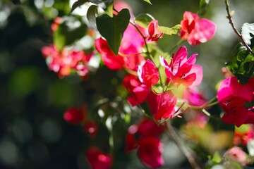 Close-up of pink flowers at the park.