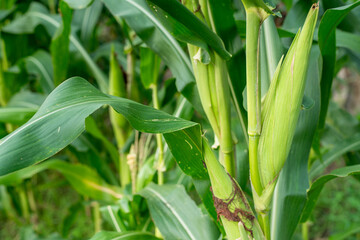 Obraz premium Fresh Green Corn Cobs Growing on Stalk in Organic Farm Field