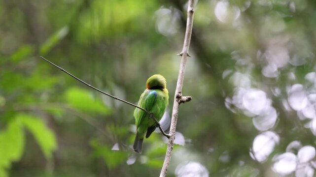 The Golden-fronted Leafbird on a branch