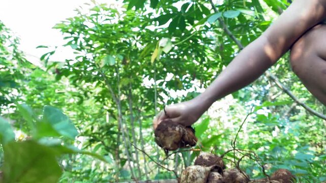 Farmer Hand Picking Fresh Jicama Root In Green Garden Field