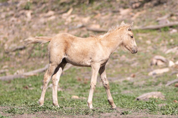 Palomino wild horse baby colt in the Apache Sitgreaves National Forest mountains in Heber Arizona United States