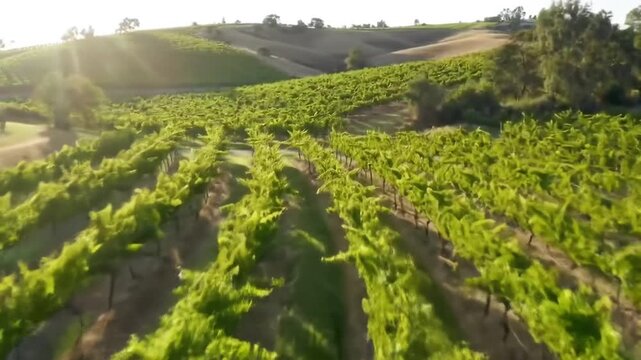Vineyard rows on rolling green hills.