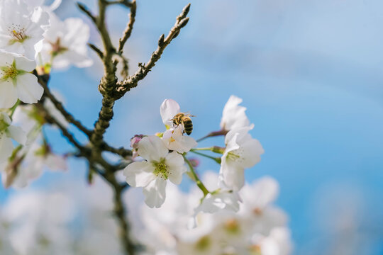 white cherry blossom in Qinglong Lake, Chengdu, Sichuan, China