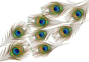 Obraz premium A stunning display of peacock feathers with vibrant colors and intricate patterns