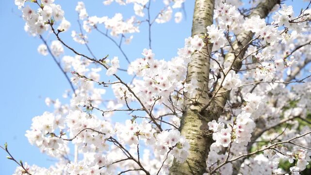 white cherry blossom in Qinglong Lake, Chengdu, Sichuan, China