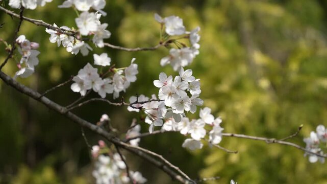 white cherry blossom in Qinglong Lake, Chengdu, Sichuan, China