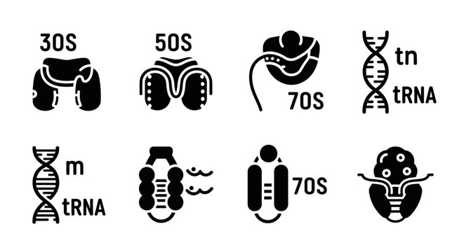 Ribosome Subunits and RNA Molecules Illustrated in Black Icons on a White Background