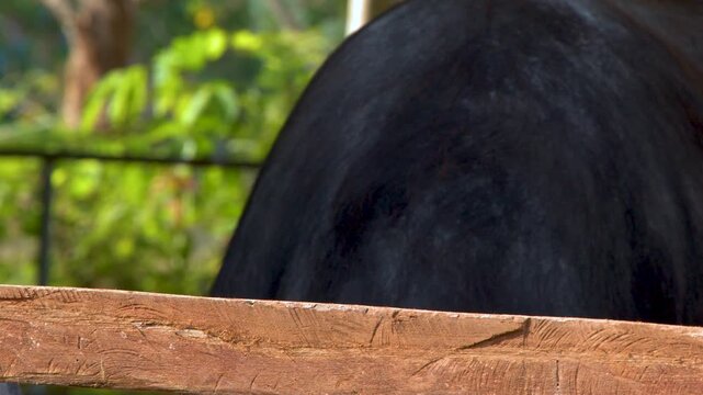 Close Up of a Domesticated Water Buffalo in a Rural Thai Farm