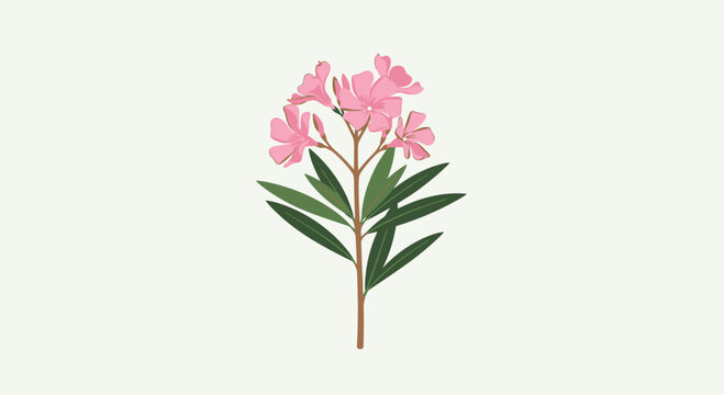 Elegant Pink Oleander Blossom Illustration on a Delicate Stem.