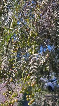 Clusters of Green Berries Hanging From Peruvian Pepper Tree Branches