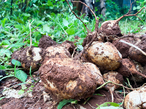 Close Up View of Jicama Roots Harvested In The Garden