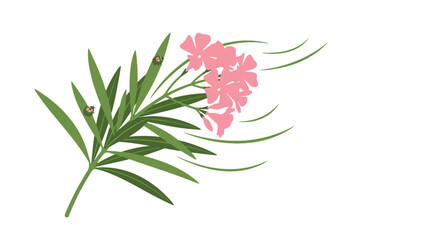 Fototapeta premium Oleander branch with pink flowers, isolated on white background, botanical illustration.
