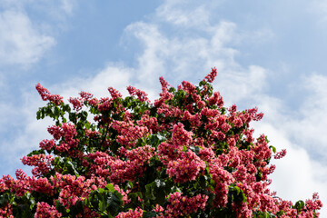 Blossoming of chestnut tree background with green leaves and blue sky with clouds