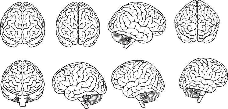Human brain anatomy vector illustration set with multiple views including top side and front perspectives detailed medical line drawing for neuroscience education
