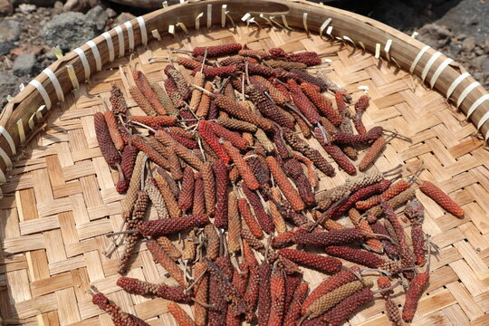 drying herbs under the sun, dried Javanese Long Pepper herbal fruit on a round tray woven bamboo