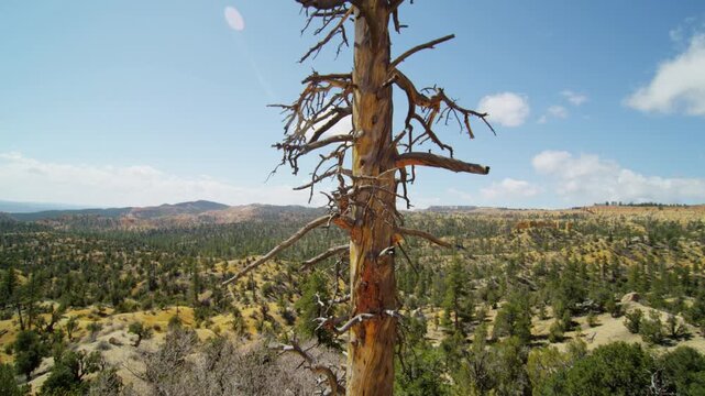 Footage of a dry, leafless tree standing in the foreground of a semi-desert landscape with rolling hills and sparse vegetation. Sunlight casts shadows across the arid terrain.