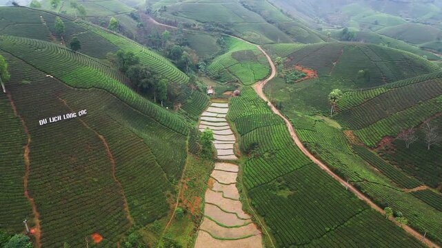 Drone view of Long Coc tea hills in northern Vietnam with tea plantation rows across green mountains and flooded rice paddies beside cultivated farmland in a rural landscape.