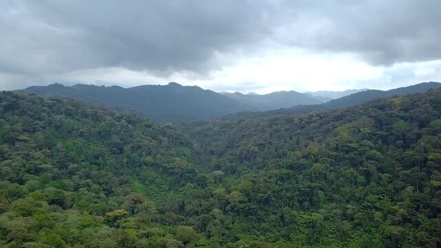 Bwindi Impenetrable Forest tropical montane rainforest canopy in Bwindi Impenetrable National Park Uganda, dense multilayer canopy that supports primates such as the Mountain Gorilla, drone glide.