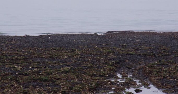 Exposed rocks and sand at Walpole beach at Margate.