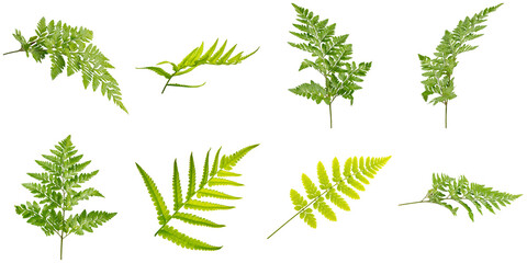 Green fern leaves and fronds, displaying diverse natural textures and forms, isolated on transparent background. © Ali