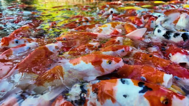 Numerous koi fish are crammed into the pond, waiting to be fed. Slow motion