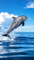 Fototapeta premium A dolphin jumping out of the water on a sunny day