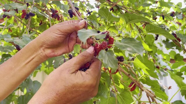 The mulberries are ripe on the tree and ready to be harvested and eaten. Slow motion