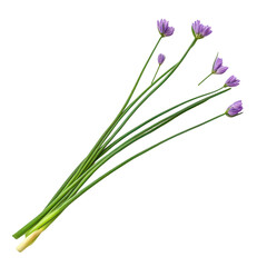 Fototapeta premium Chives with purple flowers and green stems isolated on transparent background transparent background