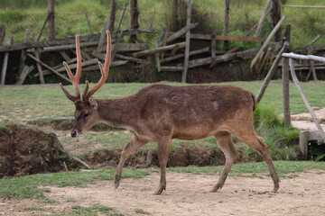 Stag with large antlers walking in a natural outdoor setting at Ranca Upas Ciwedey Bandung